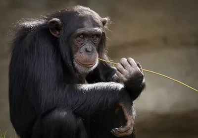 Эмоциональный портрет: Шимпанзе и их необычная игра