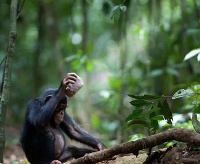 Загадочная сторона: Шимпанзе и их забавные яйца