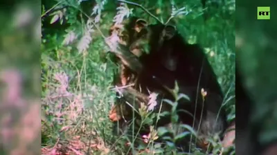 Эмоциональная сцена: Шимпанзе и их необычные яйца