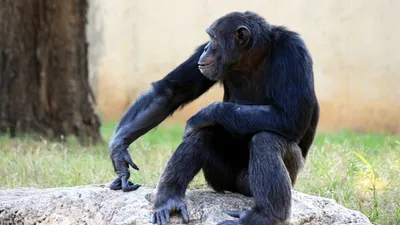 Рисунок обезьяны: Шимпанзе с яйцами 2024 года