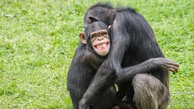 Full HD изображение: Шимпанзе с яйцами в великолепном качестве