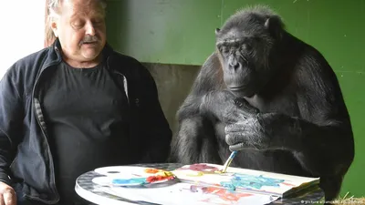Фоткa обезьяны: Шимпанзе с яйцами для скачивания