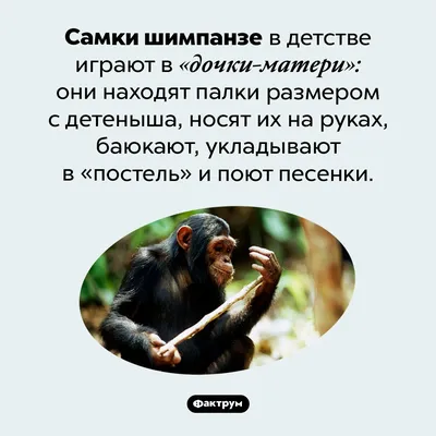 Фон с обезьяной: Шимпанзе с яйцами в webp формате