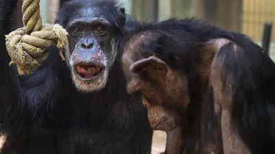Шимпанзе с яйцами: бесплатные обои для скачивания в хорошем качестве.
