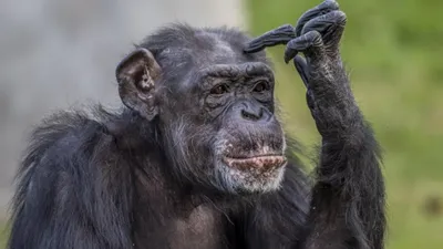 Фотография с обезьяной: Шимпанзе с яйцами в хорошем качестве