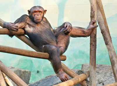 Фото в высоком разрешении: Шимпанзе с яйцами
