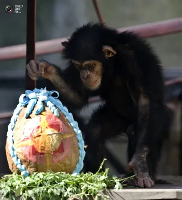 Арт изображение: Шимпанзе с яйцами 2024 года