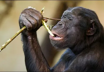 Фоткa на телефон: Шимпанзе с яйцами бесплатно