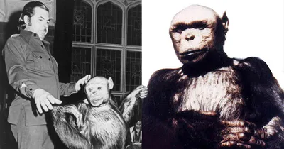 Фон с обезьяной: Шимпанзе с яйцами в jpg