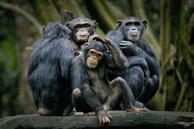 HD изображения Шимпанзе с яйцами: скачай в формате JPG бесплатно.