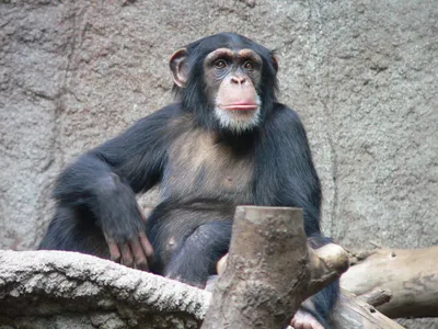 Обезьяны на фото: Шимпанзе с яйцами в Full HD – скачать бесплатно!
