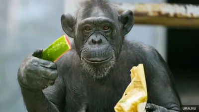 Фотографии Шимпанзе: выбери размер и формат для скачивания.