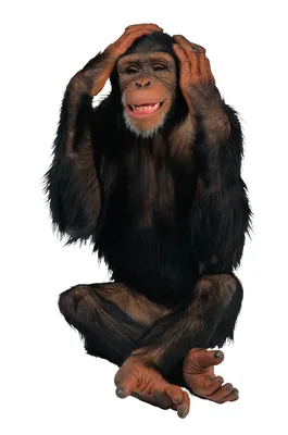 Шимпанзе в Комических Моментах: Свежие Обои в Full HD