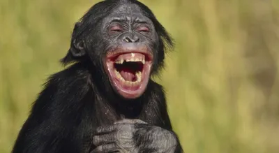 Фото Обезьян: Смешные Шимпанзе в 4K