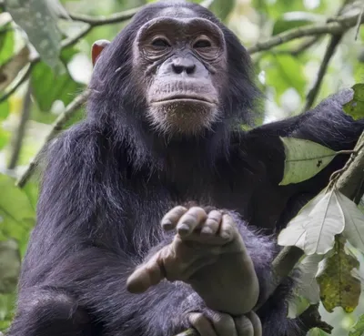 Завораживающие фото смешных шимпанзе: встречайте харизматичных обитателей джунглей