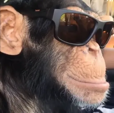 Веселые паспорта джунглей: шимпанзе на фото с уникальными выражениями