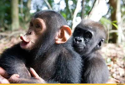 Очаровательные мимики шимпанзе: смех и шалости в каждом кадре
