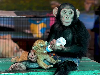Эмоциональные гримасы шимпанзе: искусство смеха в природе
