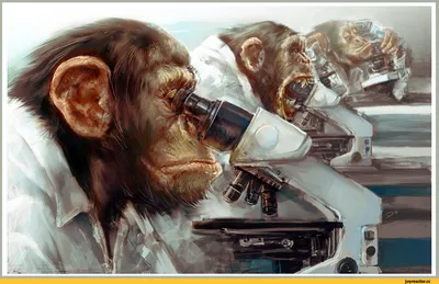 Оптимистичные мордочки: шимпанзе на фото, поднимающие настроение