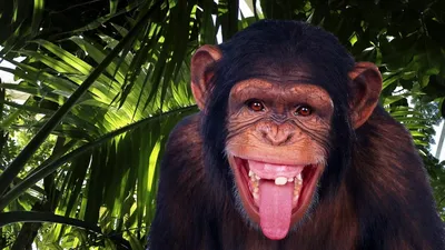 Искусство смеха в природе: шимпанзе на фото с выдающимися выражениями