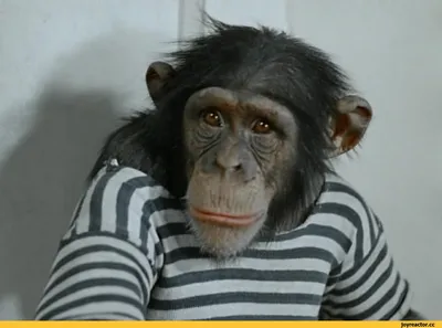 Веселые гримасы джунглей: шимпанзе рассказывают свои истории
