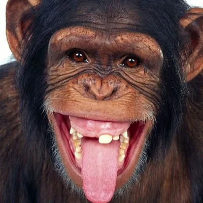 Улыбки обезьян: моменты смеха с шимпанзе в лучших кадрах