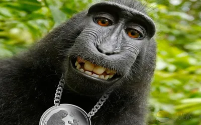 Комические персоналии джунглей: шимпанзе на фото с необычными выражениями
