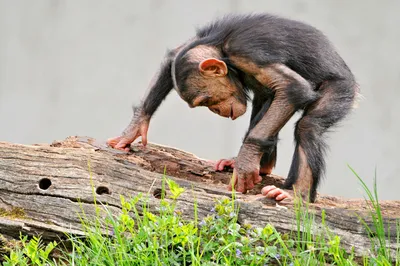 Изображения шимпанзе: Веселье в глазах обезьяны
