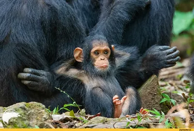 Смех с Шимпанзе: Новые Обои в Full HD