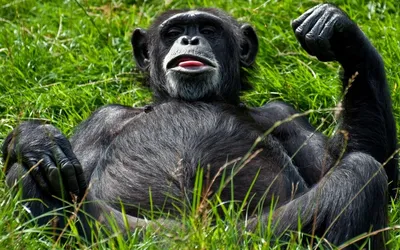 Фон с обезьяной: Шимпанзе в разрешении Full HD