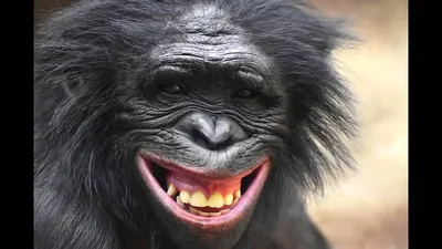 Рисунок шимпанзе: Карикатурный стиль смеха