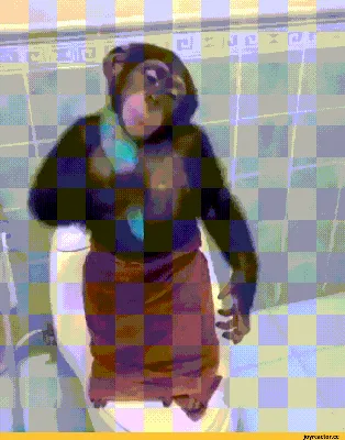 GIF фото: Анимированные приколы с шимпанзе