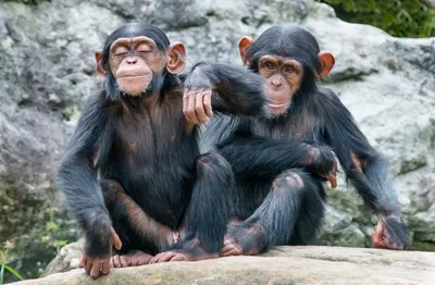 Великолепные фото Шимпанзе: Выберите свой размер и формат