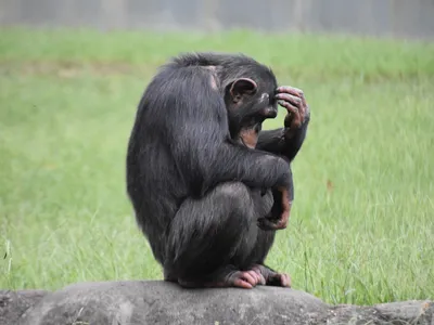 Обезьяньи обои: Шимпанзе в разрешении 4K