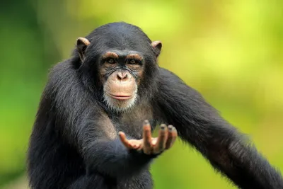 Шимпанзе в деталях: Бесплатные снимки для вашего устройства
