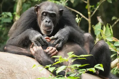 Портреты обезьян: Лучшие изображения Шимпанзе в HD