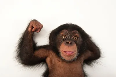 Шимпанзе: Фотографии с высоким разрешением для скачивания