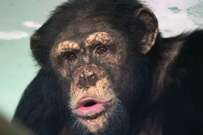 Эксклюзивные снимки Шимпанзе: Full HD и 4K разрешения