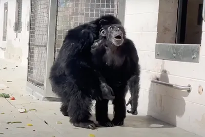 Шимпанзе: Уникальные фотографии обезьян для скачивания