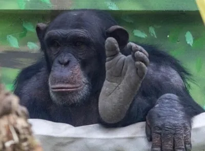 Новые изображения Шимпанзе: Выбирайте размер и формат для скачивания