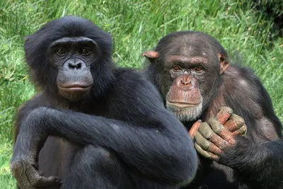Фото в форматах JPG, PNG, WebP: Лучшие снимки Шимпанзе