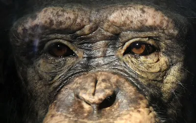Умные глаза: Шимпанзе в объективе