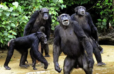 В мире обезьян: Фотоэкспедиция с Шимпанзе