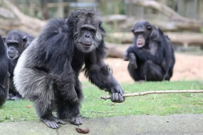 Эмоциональный портрет: Жизнь Шимпанзе на фото
