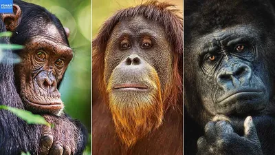 В поисках еды: Как Шимпанзе выходят на охоту
