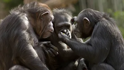 Игры в джунглях: Развлечения обезьян на снимках