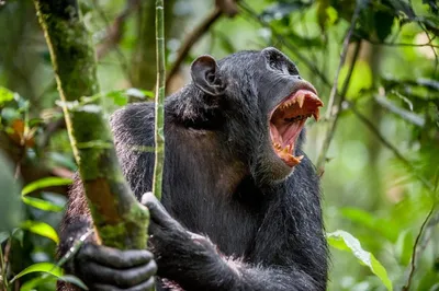 Лесные акробаты: Шимпанзе в движении на фото