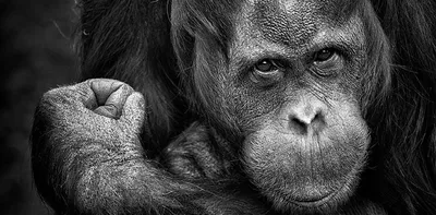 Охранный момент: Шимпанзе и их территория