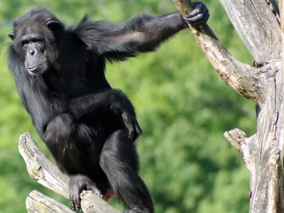 Изысканный облик: Эстетика Шимпанзе на фотографиях