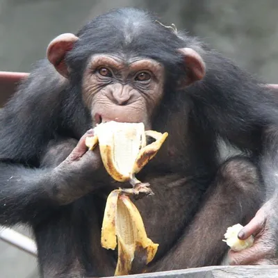 Картинки Шимпанзе в Full HD: Бесплатные обои для вашего компьютера